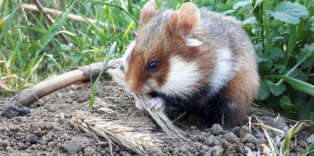 Einstmals Allerweltsarten, heute echte Raritäten