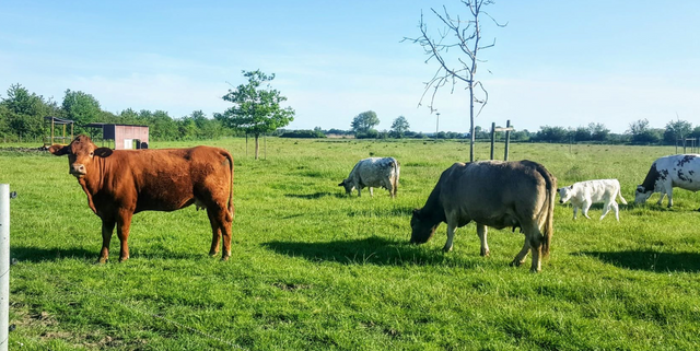 Wetterauer Beispiel für nachhaltige Landwirtschaft macht landesweit Schule